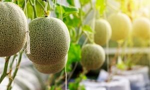 روش جالب کاشت طالبی در منزل (ویدیو)