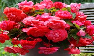 شادابی روح و روان در روز جهانی گل و گیاه