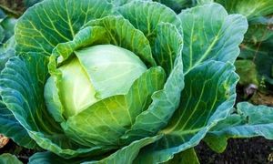 چگونه در خانه کلم پیچ بکاریم؟ (ویدیو)