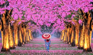 سفر به سرزمین شکوفه های گیلاس با تور ژاپن