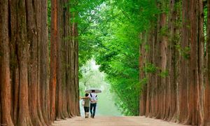 نکاتی که قبل از رفتن به تور ژاپن باید بدانید