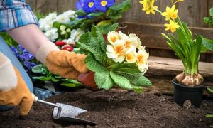 ایده های جالب برای گل کاری حیاط خانه (ویدیو)