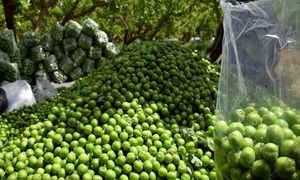 قاچاق گوجه سبز به بازار ایران