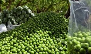 قاچاق گوجه سبز به بازار ایران