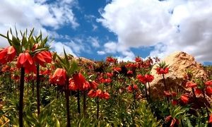 بهار؛ بهترین زمان بازدید از دشت لاله ‌های واژگون