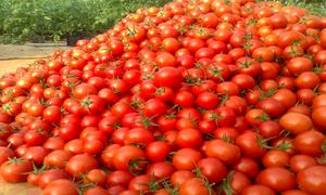 دلیل عجیب برای گرانی گوجه فرنگی