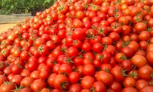 دلیل عجیب برای گرانی گوجه فرنگی