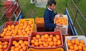 پرتقال شب عید 1400 کیلویی چند؟