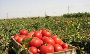 گوجه فرنگی دوباره گران شد؟