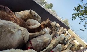 شترهای وارداتی از قطر دیپورت می‌شوند؟