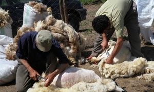 پشم ایران را صادر نکنید!