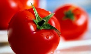 دفاع عجیب از گرانی بی‌موقع گوجه فرنگی !
